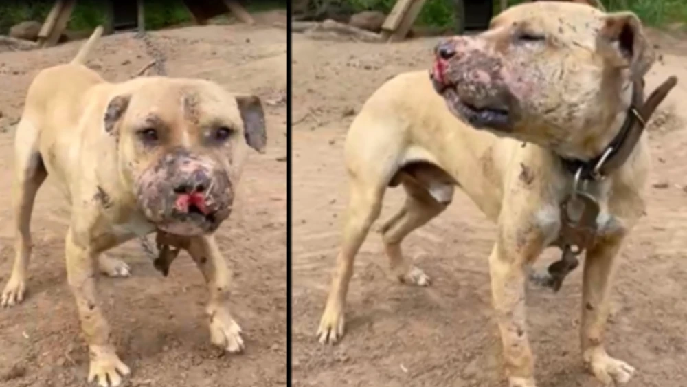 Screen grab of a video sent by Johnson of one of his dogs.