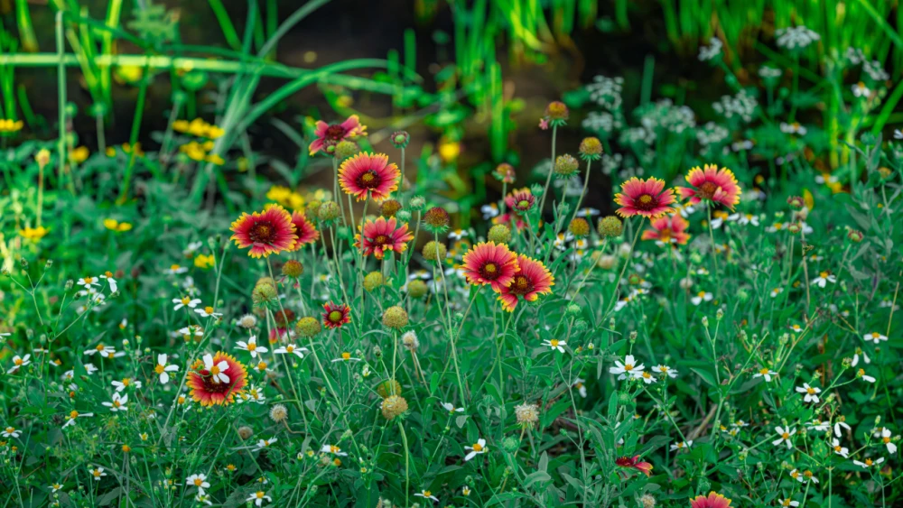 Planning a spring garden? Make room for Oklahoma wildlife - NewsOn6.com