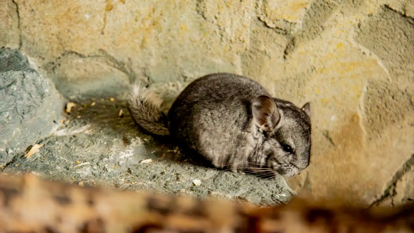 Tulsa Zoo welcomes baby chinchilla and offers naming opportunity