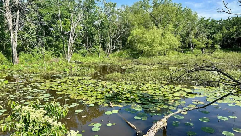 Environmental Protection Mapping Choctaw Nation expands wetlands protection program with EPA grant ...