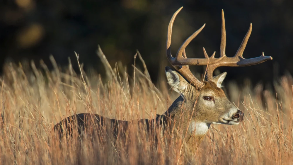 A deer standing in a field