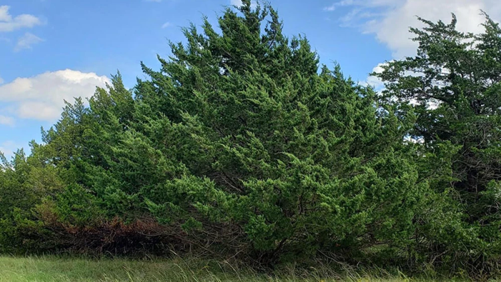 Mountain Cedar tree
