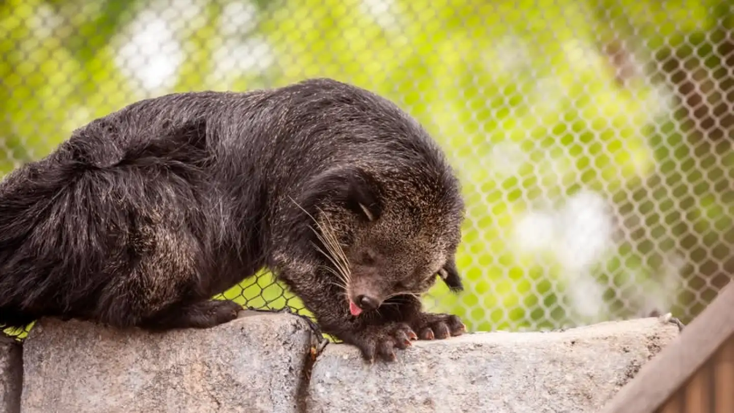 Seasonal rotation begins for red pandas and binturong at Tulsa Zoo