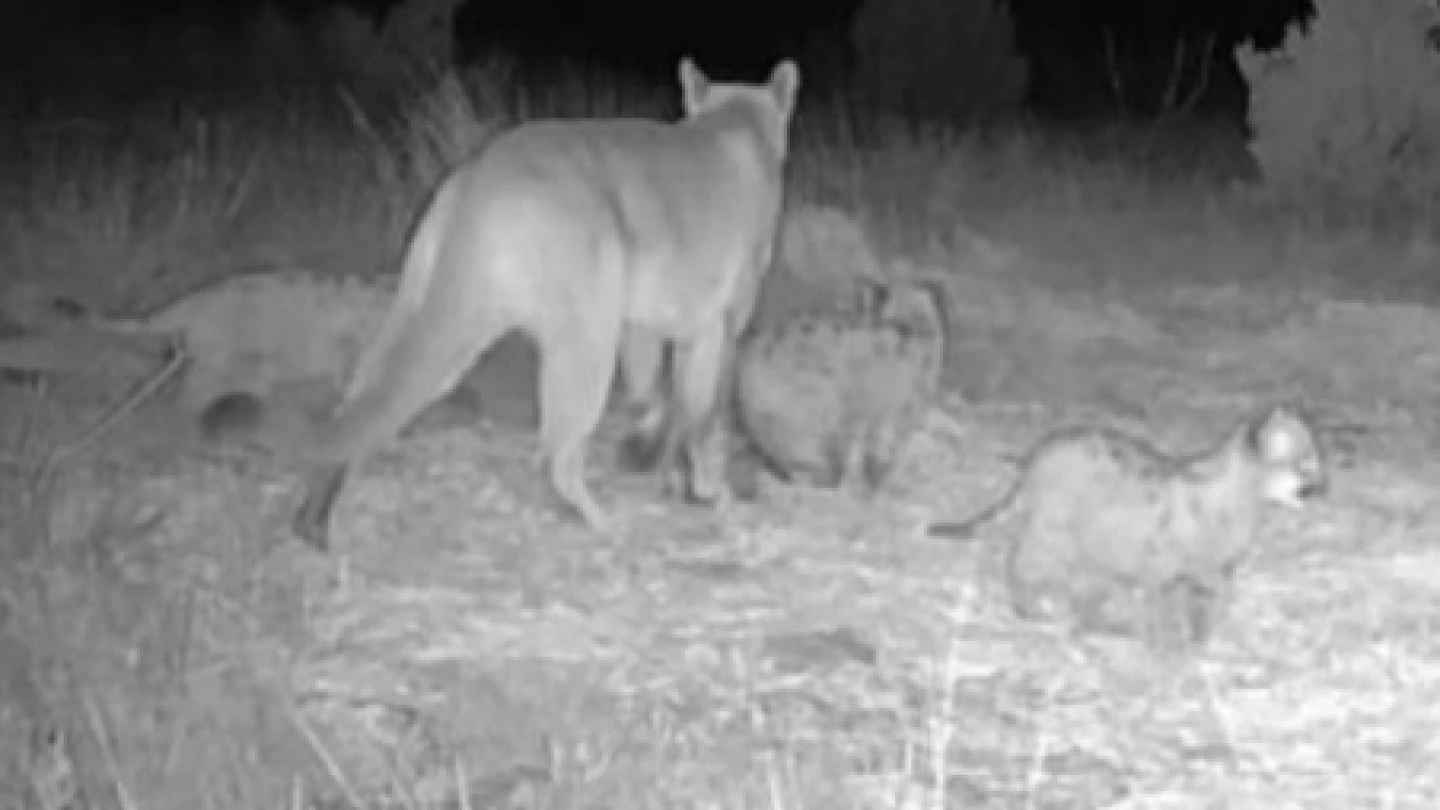 Lion Reprodcing First evidence of Mountain Lions Reproducing in Oklahoma: Kitten photos ...