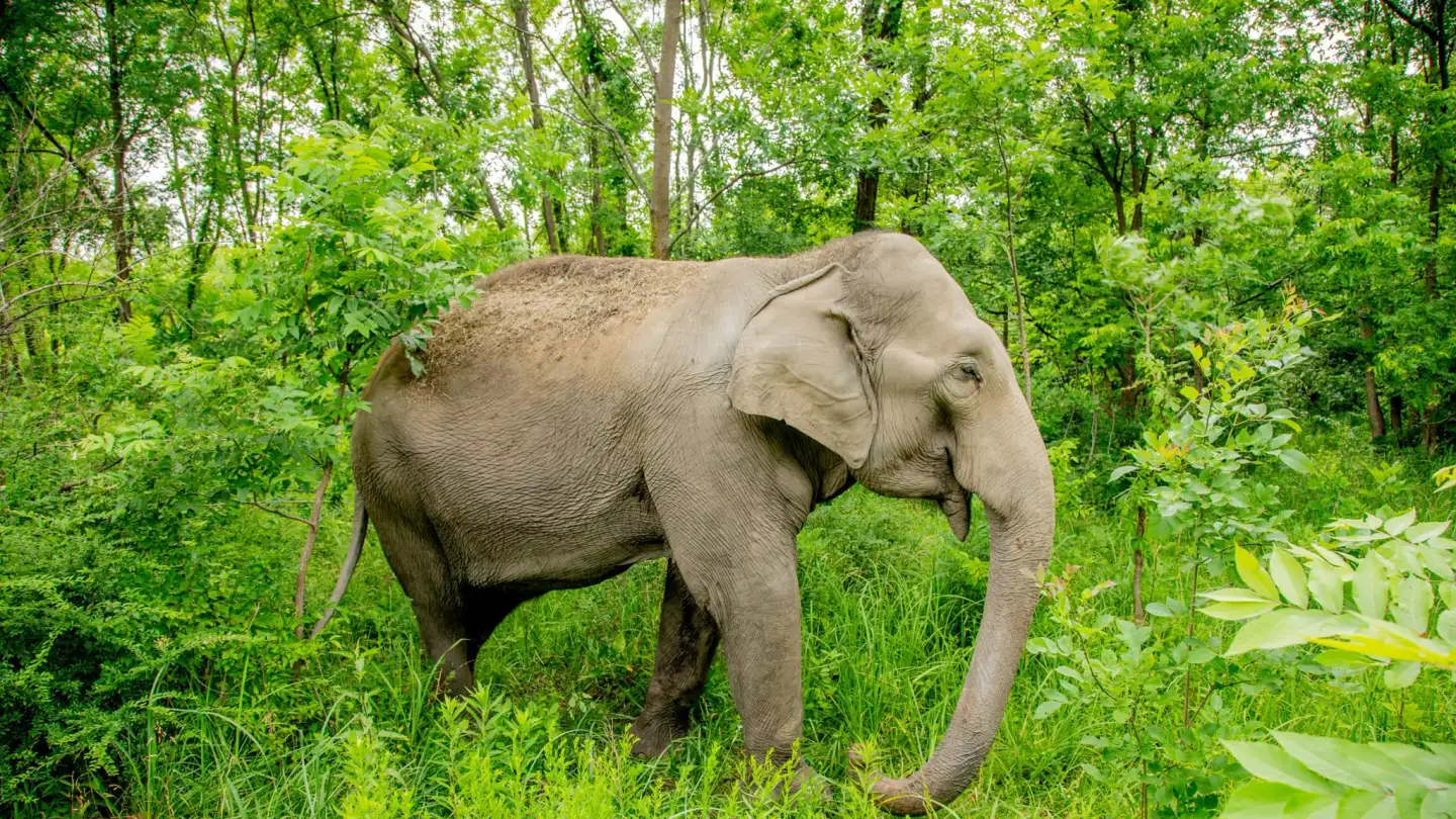 Tulsa Zoo celebrates Asian Elephant Awareness Month with conservation message