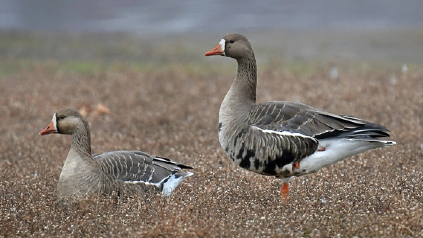 Oklahoma Wildlife Department seeking designs for 2027-28 Waterfowl Stamp