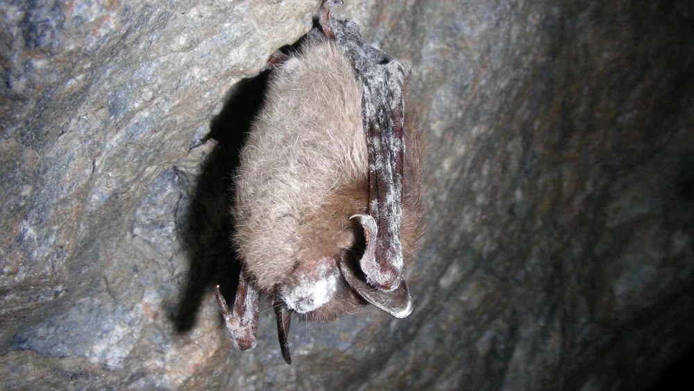 Bat Bight Bat Week shines a light on bats’ role in nature and the need to protect ...