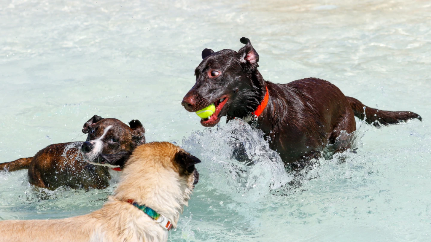 Bixby's Puppy Palooza offers dogs a day at the pool